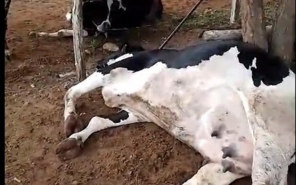 Chuvas: raio cai e mata 6 vacas em Glória, Sergipe