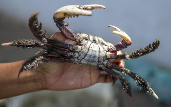 Período de defeso do caranguejo em Sergipe será retomado em março