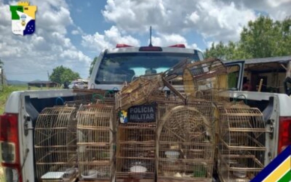 PM apreende 21 aves silvestres em cativeiro no município de Macambira 