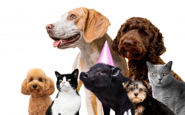 Longevidade dos Pets: veterinário de SE esclarece os sinais do envelhecimento