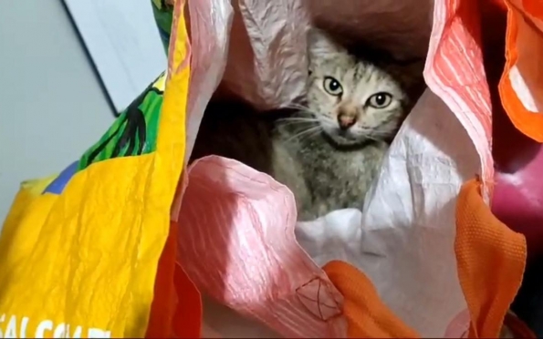 Mulher usa gata para entrar com materiais ilícitos no presídio de Tobias Barreto