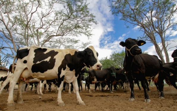 Sergipe obtém oficialmente status de Zona Livre de Febre Aftosa sem Vacinação