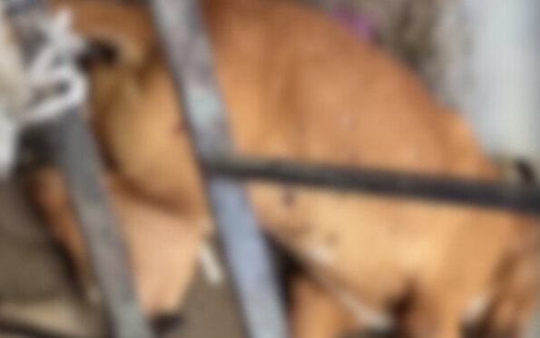 Vídeo: Cachorro é morto a tiros em Boquim, em Sergipe