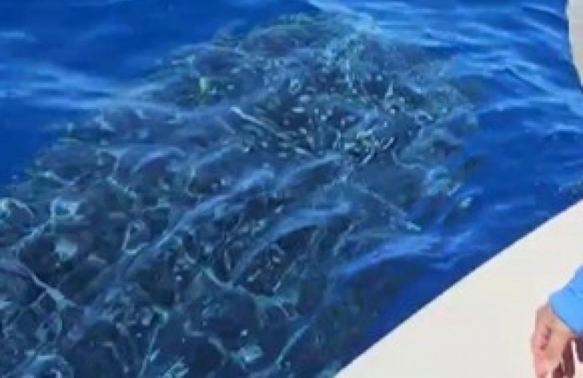 Vídeo: Tubarão-baleia é encontrado por pescadores nas águas de Aracaju