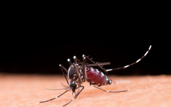 Brasil supera mil mortes por dengue em 2024, segundo o Ministério da Saúde