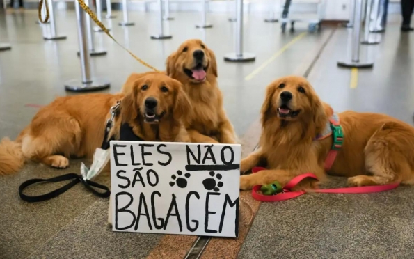 Conheça as regras para o transporte aéreo de animais no Brasil