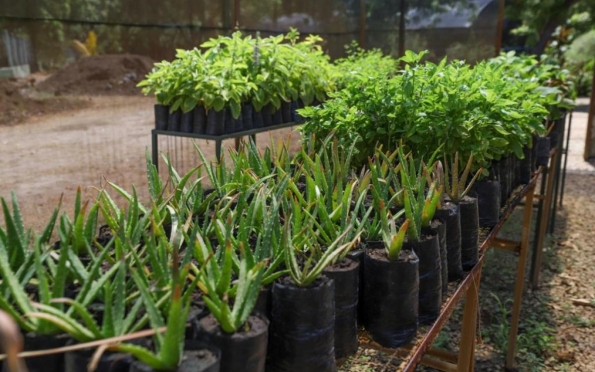 Procon Aracaju pesquisa os preços de 37 tipos de plantas