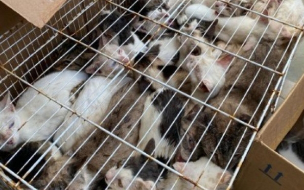 Sema resgata 30 gatos abandonados em gaiola no Grageru, em Aracaju