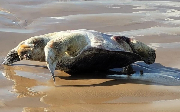 Tartaruga é encontrada morta na Praia da Costa em estado de decomposição 