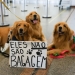 Conheça as regras para o transporte aéreo de animais no Brasil