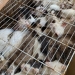 Sema resgata 30 gatos abandonados em gaiola no Grageru, em Aracaju