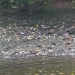 Vídeo: peixes aparecem mortos no Rio do Sal, na Grande Aracaju