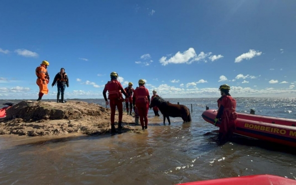 Bombeiros sergipanos transportaram pônei por 10 km no Rio Grande do Sul