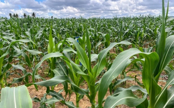 Perímetro de Lagarto prevê colheita de mais de um milhão de espigas de milho