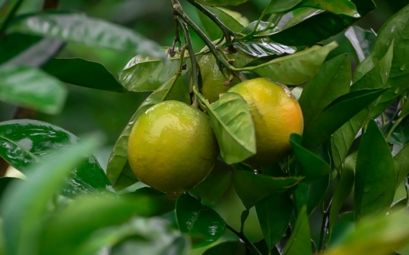 Sergipe prevê crescimento de cerca de 15% na safra de laranja em 2024