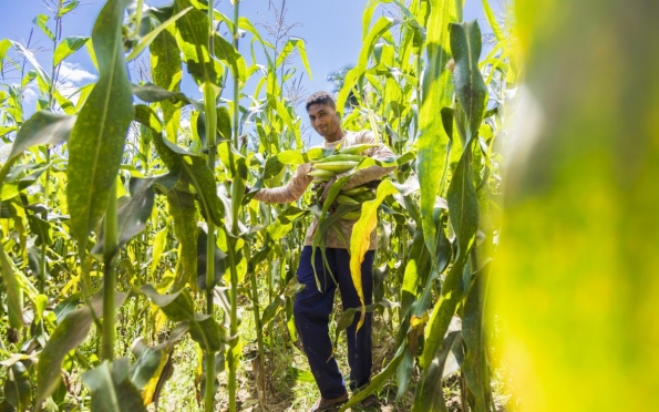 Sergipe terá safra recorde de quase duas mil toneladas de milho