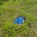 Homem é encontrado morto com marcas de tiros e facadas em Lagarto