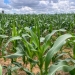 Perímetro de Lagarto prevê colheita de mais de um milhão de espigas de milho