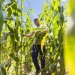 Sergipe terá safra recorde de quase duas mil toneladas de milho