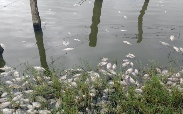 Adema fiscaliza mortandade de peixes em Nossa Senhora da Glória (SE)