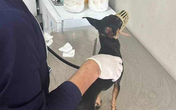 Cachorro é resgatado após dias preso em apartamento de Aracaju