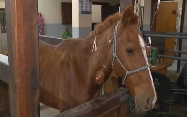 Cavalo Caramelo: 11 pessoas reivindicaram a propriedade do animal