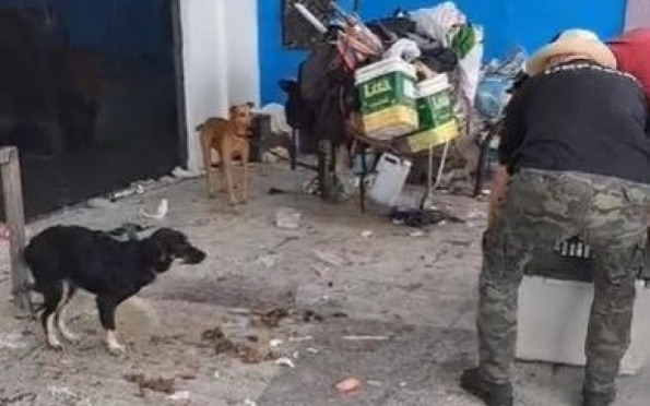 Dois cachorros em situação de maus-tratos são resgatados em Aracaju