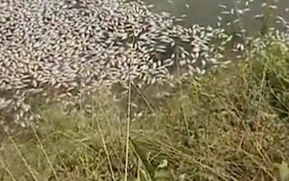 Mortandade de peixes é registrada em barragem de Nossa Senhora da Glória