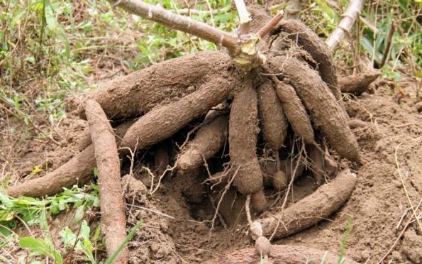 Produção de macaxeira da irrigação estadual para período junino cresceu 11%