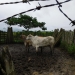 Abatedouro clandestino de gado desativado em Malhada dos Bois
