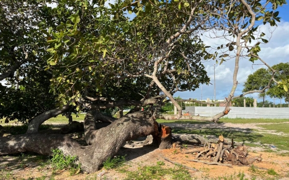 Crea-SE divulga nota técnica sobre intervenções na reforma do Parque da Sementeira