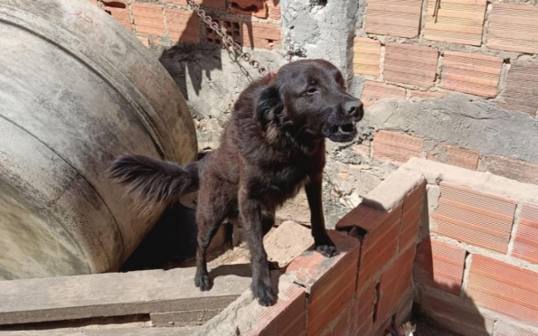 Depama resgata três cachorros em situação de maus-tratos