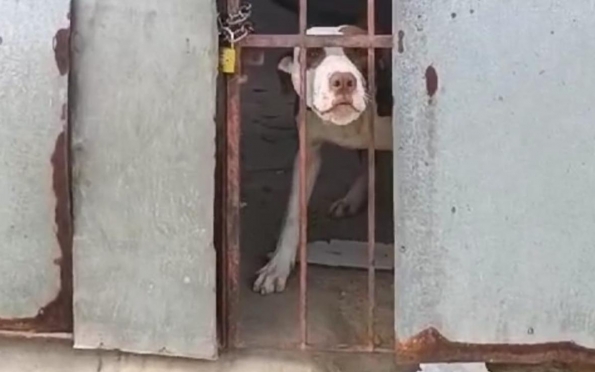 Pitbull em situação de maus-tratos é resgatado em Aracaju