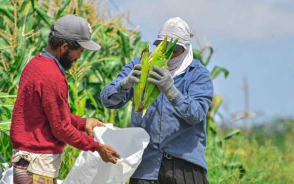 Pronaf investe R$ 688 milhões na agricultura familiar de Sergipe