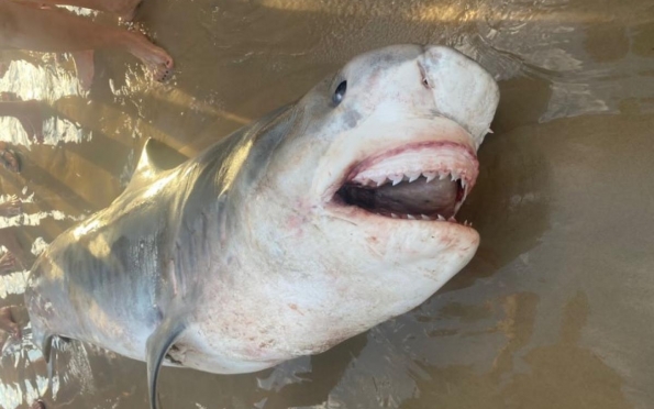 Tubarão-tigre é pescado na Praia do Abaís, em Estância