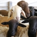 Governo inicia programa de melhoramento genético de caprinos e ovinos