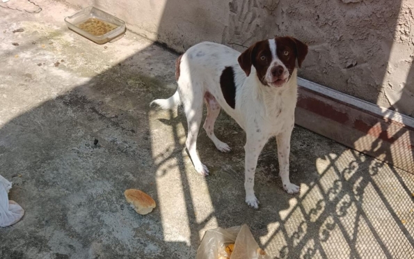 Cachorro é resgatado em Aracaju após meses de maus-tratos