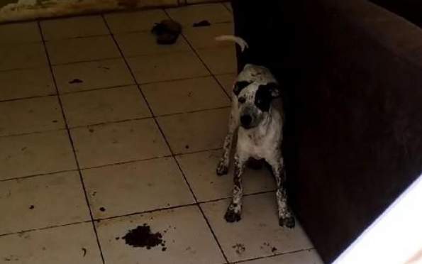 Cachorro vítima de maus-tratos é resgatado em condomínio de Aracaju