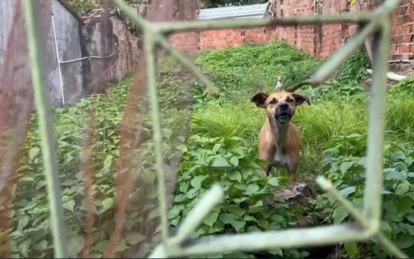 Cachorros são resgatados em situação de maus-tratos em Itaporanga d'Ajuda