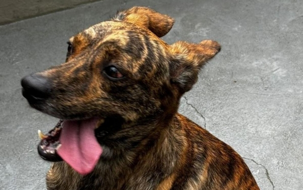 Cão abandonado após dono ser preso por estupro é resgatado pela Depama