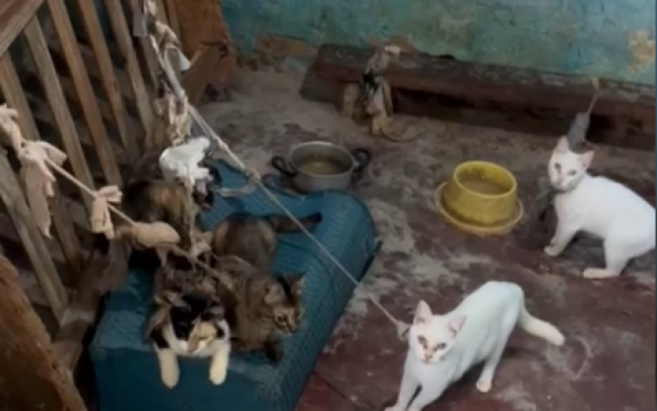 Gatos são resgatados em situação de maus-tratos em Aracaju