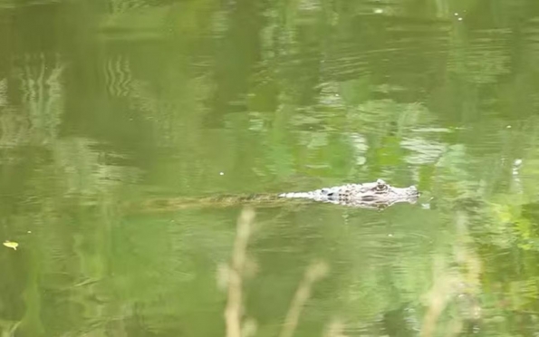 Jacaré é avistado nos lagos na Orla de Atalaia em Aracaju