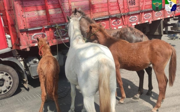 Operação da polícia apreende animais em rodovias sergipanas 