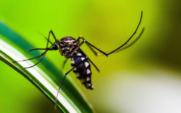 Entenda técnica que faz mosquito levar larvicida a seus criadouros