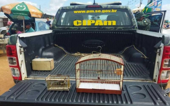 Homem é preso em feira livre de Aracaju por comercializar aves silvestres