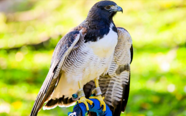 Parque dos Falcões: reduto de preservação de aves de rapina no agreste sergipano