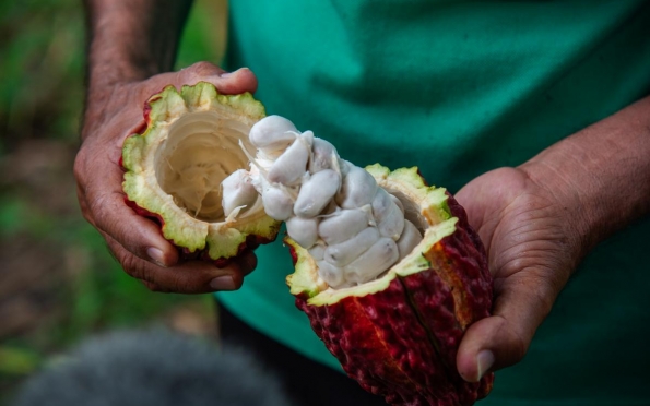 Pequenos agricultores ampliam produção de cacau em Sergipe