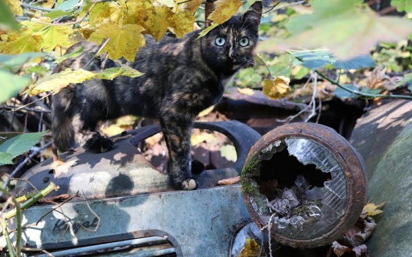 Polícia Civil resgata gato em situação de maus-tratos no bairro 18 do Forte