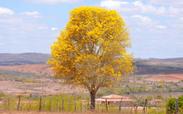 Primavera em Sergipe terá calor, pouca chuva e alerta para a seca