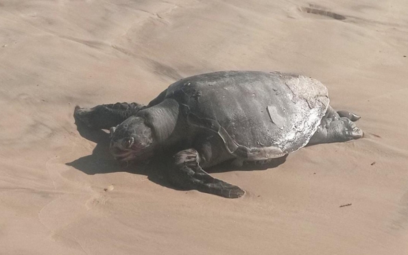 Tartaruga aparece morta na areia da Praia da Costa, na Atalaia Nova